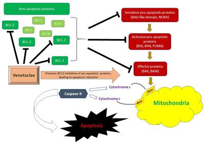 Venetoclax-Based Combinations in Acute Myeloid Leukemia: Current Evidence and Future Directions